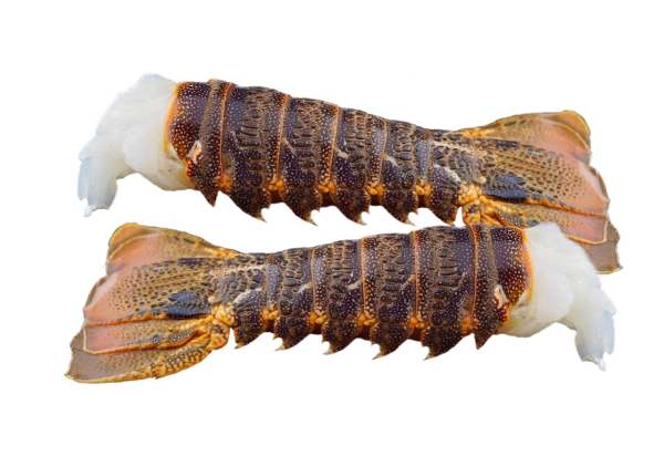 ca. 520 g Baby Rock Lobster Schwänze mit Schale
