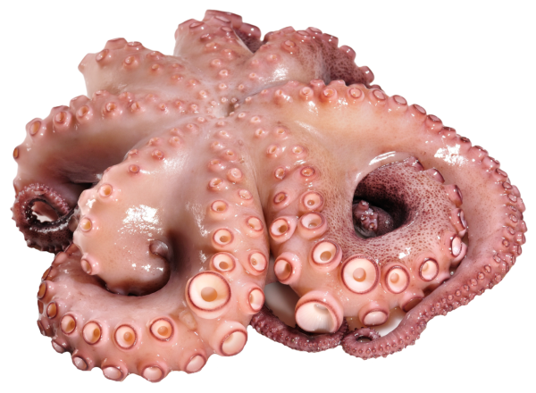 ca. 2000 g Pulpo mit Kopf geputzt