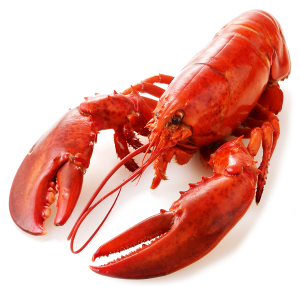 ca. 400 g Hummer ganz gekocht