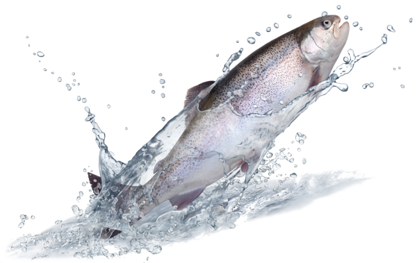 Fisch auf den Tisch (Inhalt Lachs,Forelle,Egli,Dorsch,Felchen,Wolfsbarsch,Thun)